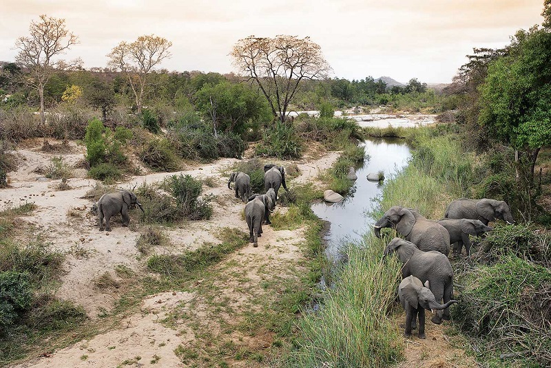 Photo of Londolozi Founders Camp Elephants